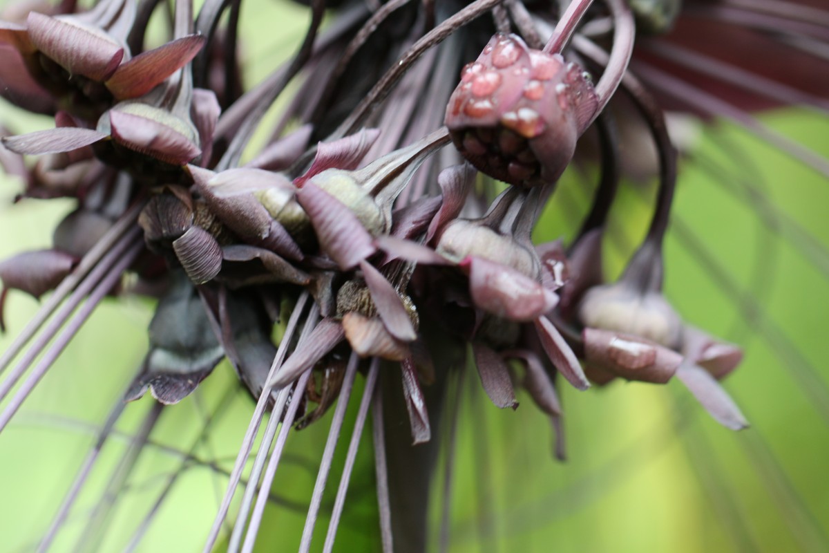 Tacca chantrieri André